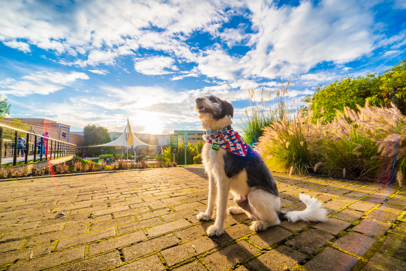 Mascota disfrutando el parque natural de Centro Chía